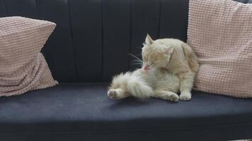 A Playful Cat Grooming Itself While Relaxing with Its Fluffy Tail on a Cozy Couch video
