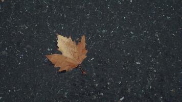 un otoño hoja descansando en un oscuro asfalto superficie, hermosamente capturado en naturalezas obra de arte video
