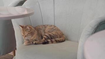 A Relaxing Cat Comfortably Nestled on a Stylish Sofa Within a Cozy and Inviting Setting video