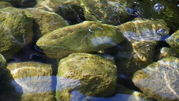 Beneath the water, sparkling rocks reflect sunlight, creating a mesmerizing scene video