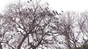 Trees that are filled with various birds set against a dramatically gloomy sky backdrop video