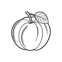 Elegant Apricot Line Icon. Design Template on White Background vector