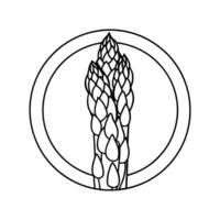 Illustration of shoots of garden asparagus. Flat line icon of fresh organic sparrow grass vector