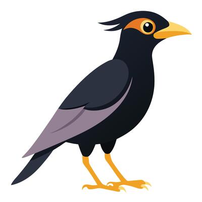 mynah bird on a white background.