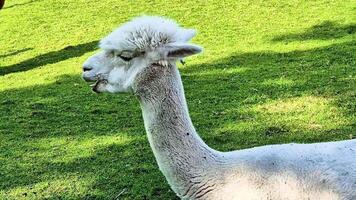 alpaca in the zoo video