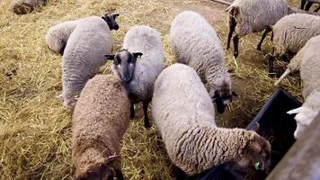 flock of sheep in a farm video