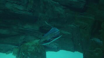 Underwater life of spotted fish floating on rocky seabed. video