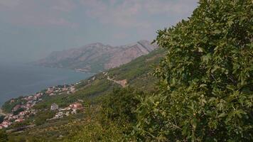 Extra large footage forward over forest surrounding beach and people settlements. video