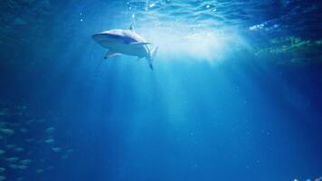 Marine underwater wildlife with predators and schools of fish. video