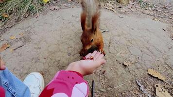 Squirrel enjoying nuts offered by a girl in a park setting video