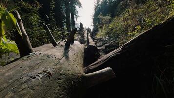 Camera moving over fallen tree trunk in forest video