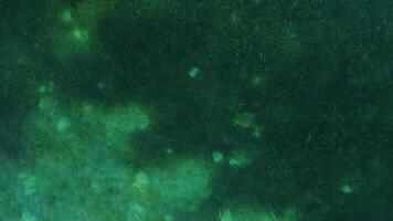Large sea turtles in Caribbean Sea. Top view from drone. Background for text. Scuba diving green turtle eating plankton in sea alone. Concept of underwater relaxation and entertainment on vacation. video
