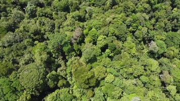 view of trees from above video