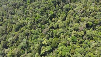 trees of rain forest video