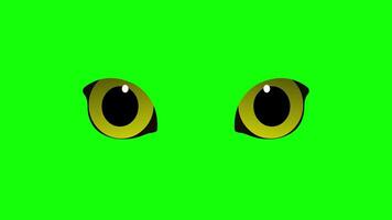 Cat eyes blinking eyes blink looking font side view 4k animation video