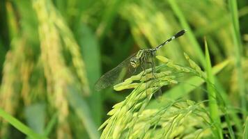 Orthetrum Sabina or rhinoceros dragonfly, the slender skimmer or green marsh hawk, is a species of dragonfly in the family Libellulidae. video