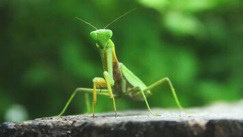 Mantis religiosa or praying mantis is an animal belonging to the order Mantodea video