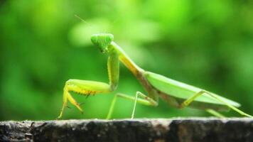 Mantis religiosa or praying mantis is an animal belonging to the order Mantodea video