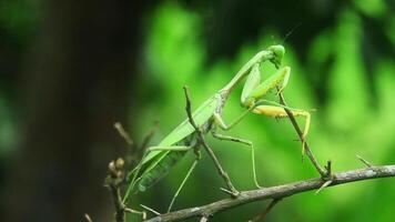 Mantis religiosa or praying mantis is an animal belonging to the order Mantodea video