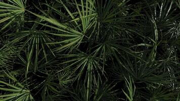 Jungle background, tropical palm leaves moving on dark backdrop. 3d render. Seamless loop. video