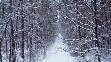 Pine and fir trees forest covered in snow. Aerial landscape from drone view. Christmas is coming. Cold frosty winter season nature background. View from above of snowy country road video