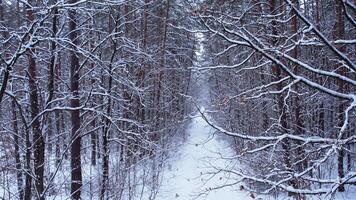Pine and fir trees forest covered in snow. Aerial landscape from drone view. Christmas is coming. Cold frosty winter season nature background. View from above of snowy country road video