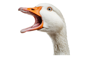 A white goose with its mouth open png