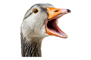 A goose with its mouth open png