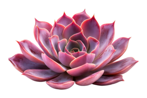 Macro shot of a vivid pink succulent isolated on transparent background. png