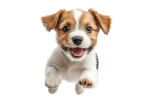 Portrait of a playful puppy jumping isolated on transparent background png