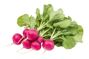 Radish isolated on transparent background png