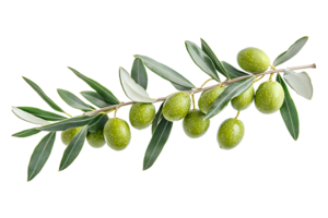 Olive branch with black olives isolated on transparent background. png