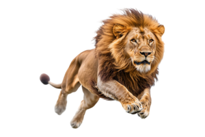 Lion sprinting isolated on transparent background. png