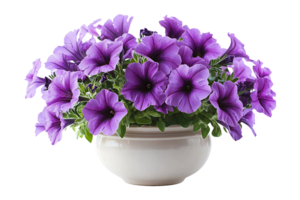 Purple petunias in a vase isolated on transparent background png