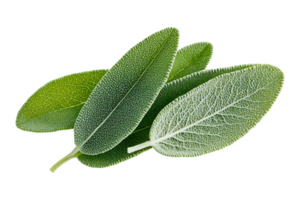 Sage leaves isolated on transparent background png