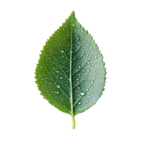 A green leaf with water droplets on it png