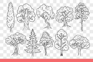 Trees with bushy crown of summer foliage, growing in city parks or wild wooded areas. Hand drawn. vector