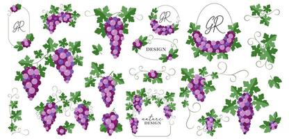 Colorful Grapevine Branches Flat Design in a Art vector