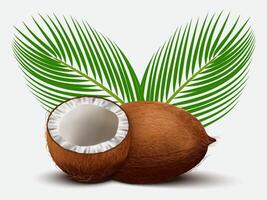 3D realistic set of whole coconut, coconut halves and palm leaves on white background. vector