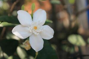 Pure White Blossom in Bloom photo