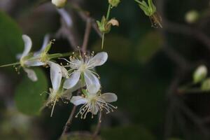 Pure White Blossom in Bloom photo
