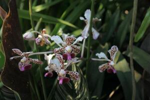 Pure White Blossom in Bloom photo