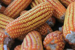 Ripe Dried Corn Cobs for Harvest and Agriculture Use photo