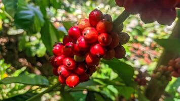coffee that is red on the tree and ready to be harvested photo
