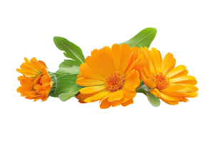 Calendula flowers on a transparent background. png