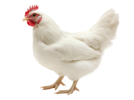 full-body white chicken side profile clear details of feathers and comb on isolated background png