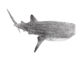 watercolor handdrawn of whale shark posture isolated on background png