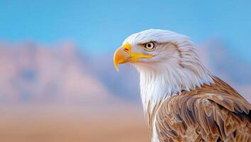 Portrait of a majestic bald eagle against a blurred desert background. photo