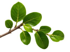 an image branch with leaves on it png