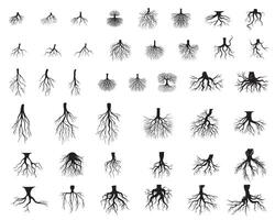 Collection of tree Roots illustration - tree Roots ClipArt Design vector